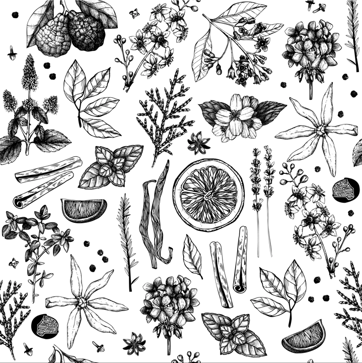 Aromatic seamless pattern for cosmetics and perfumery. Hand-drawn botanical illustration. Eco-friendly design. NOT AI generated